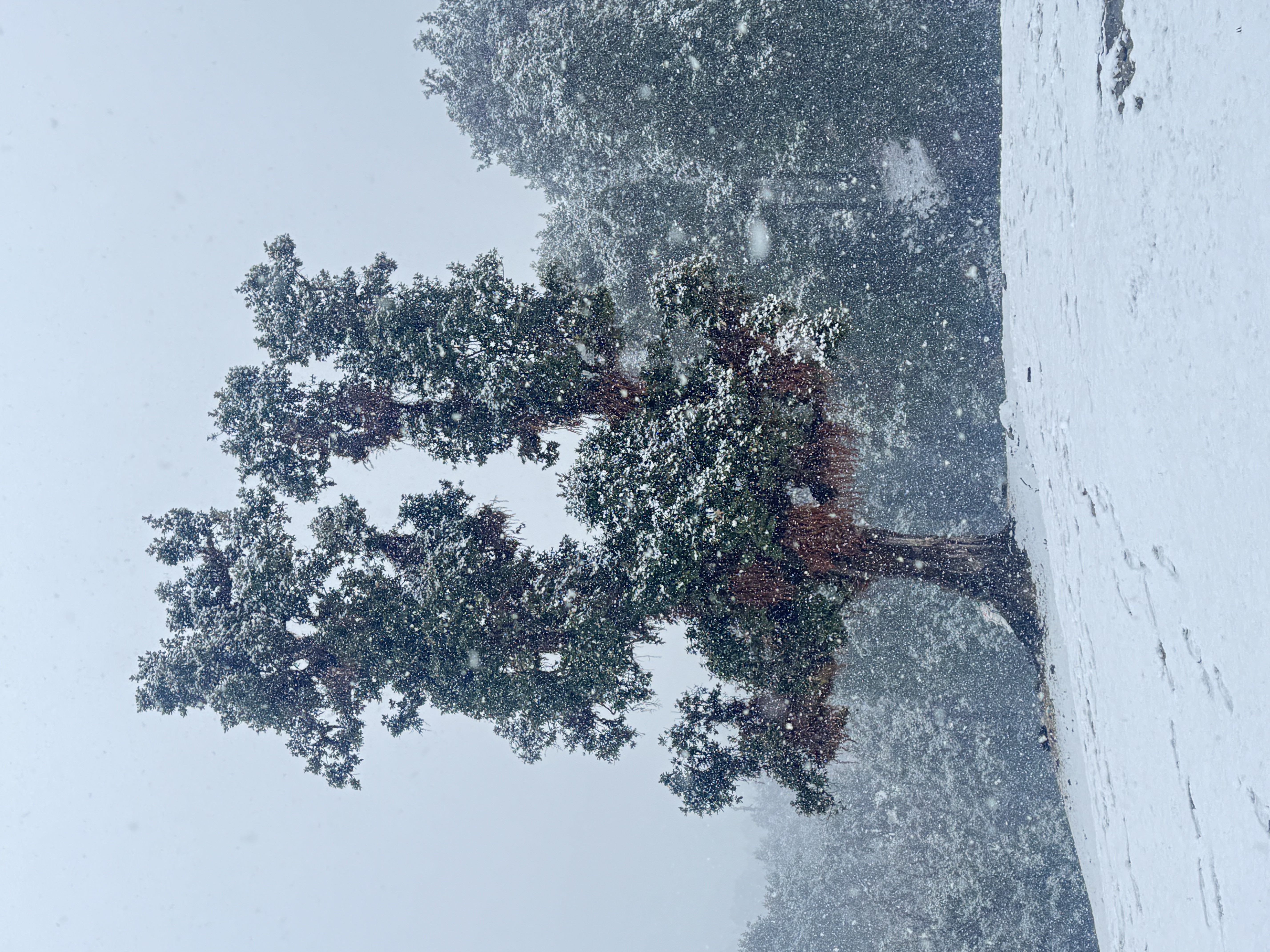 The Ultimate Guide to the Chopta Chandrashila Trek from Delhi