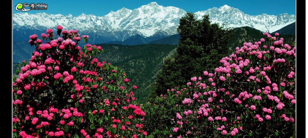 Chopta Tour Package from Delhi: A Scenic Himalayan Getaway