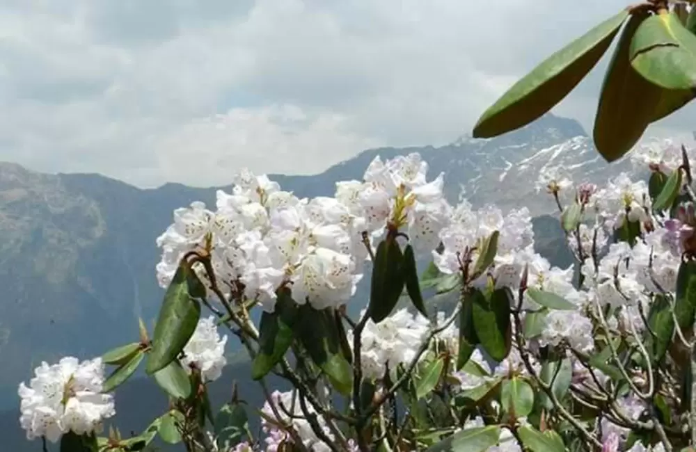 Chopta in Summer: A Perfect Escape from the Heat