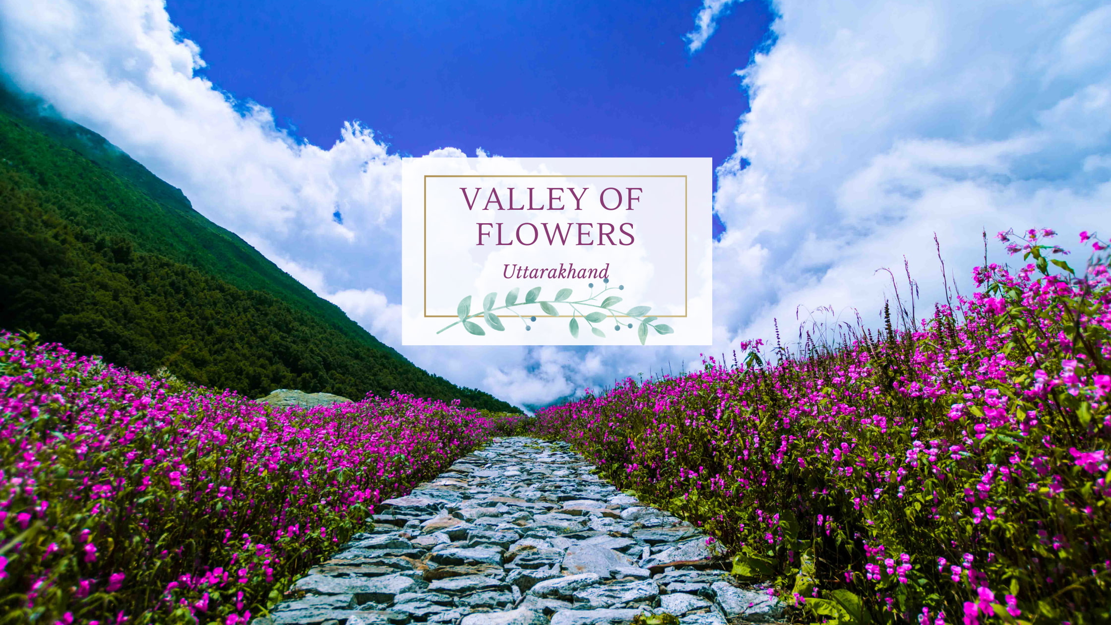Best Time To Visit Valley Of Flowers: Scenery, Preparation Tips, And Essentials